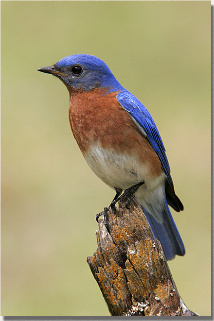 new york state bird bluebird. New York state bird is the