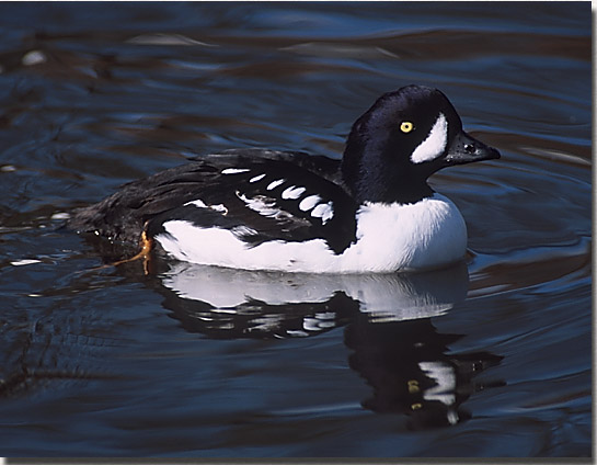 Barrow's Goldeneye