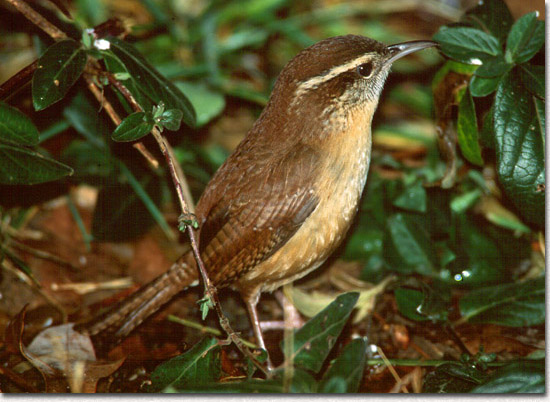 Pictures Of Carolina Wren - Free Carolina Wren pictures 