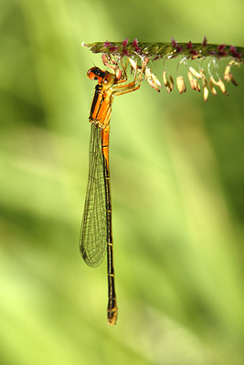 Eastern Forktail damselfly (female, orange form)