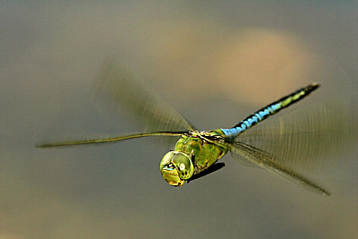 Green Lake Jewelry on Green And Blue Dragonfly