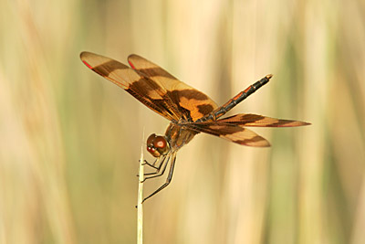 Halloween Pennant Dragonfly