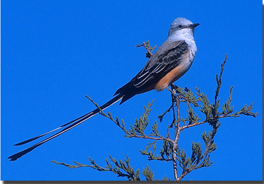 Scissor-tailed Flycatcher