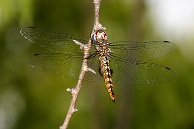 Spot-winged Glider dragonfly (male)