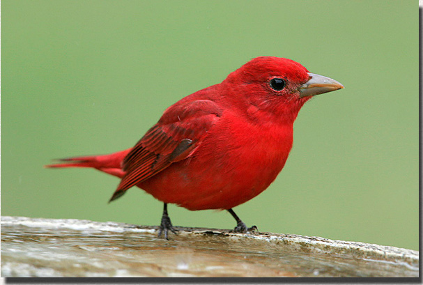 Summer Tanager