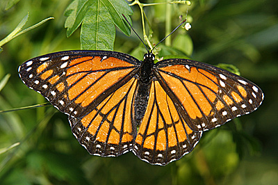Viceroy butterfly  (Limenitis archippus) 
