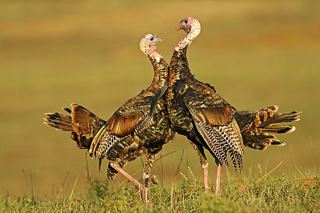 Pictures Of Wild Turkey - Free Wild Turkey pictures 