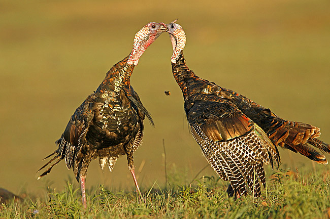 two young male wild turkeys fighting