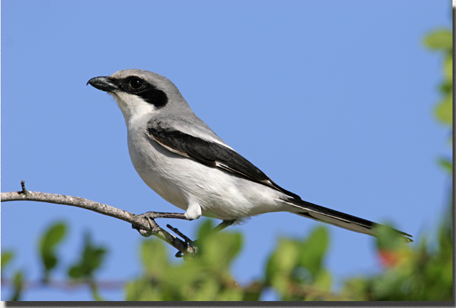 Shrike Checks