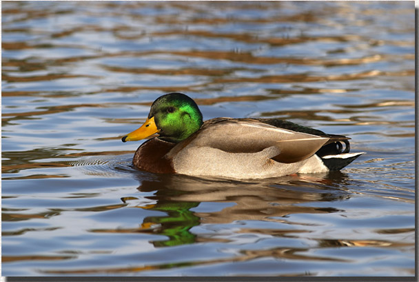 Mallard drake