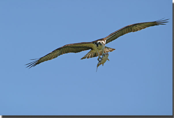 Osprey in flight