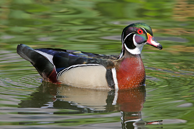 Drake Wood Duck