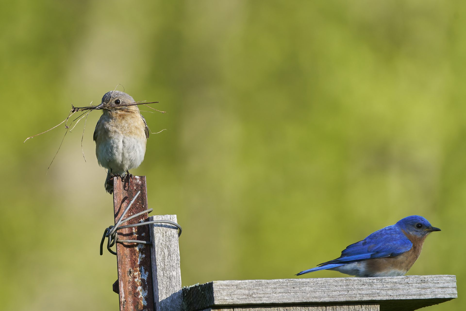 Raising Bluebirds