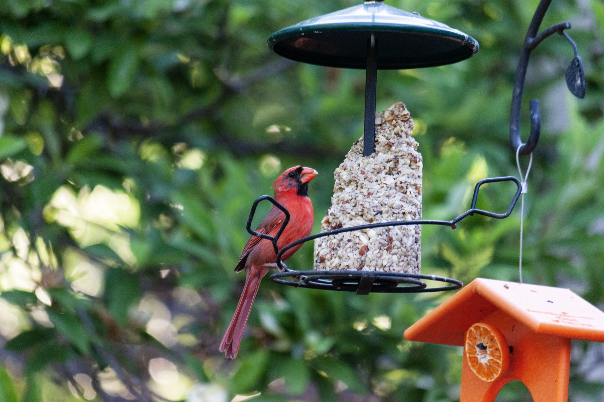 Feeding the Birds in Your Yard