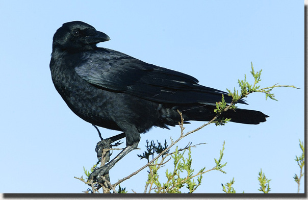 American Crow