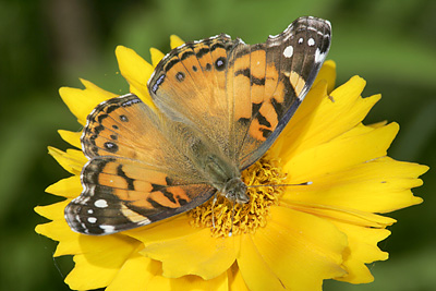 American Lady (Vanessa virginiensis) 