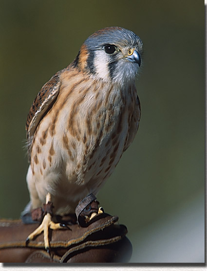 American Kestrel