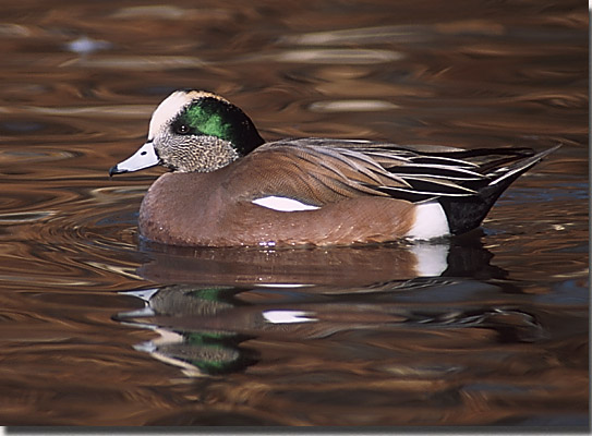 American Wigeon