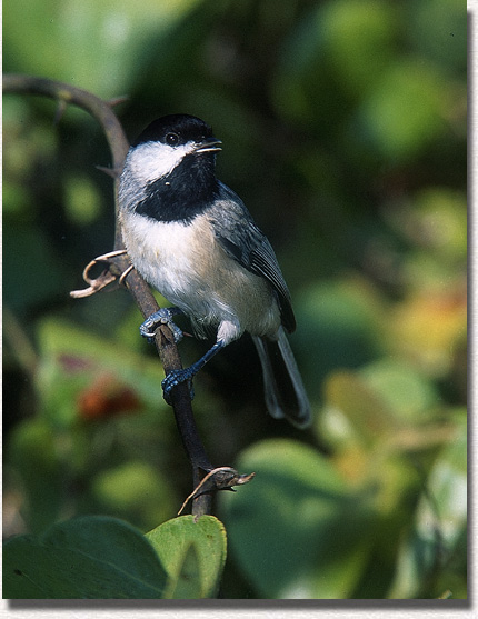 Black-capped Chickadee