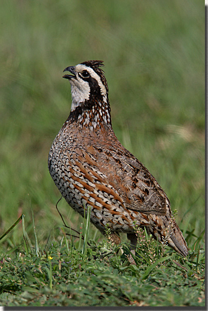 Bobwhite Quail