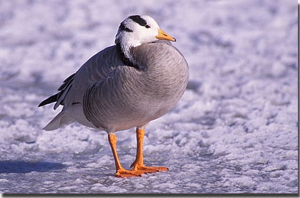 Bar-headed Goose