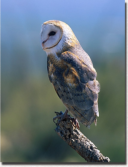 Barn Owl