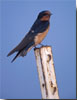 Barn Swallow