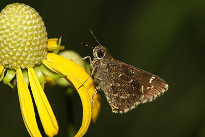 Bell's Roadside Skipper butterfly 