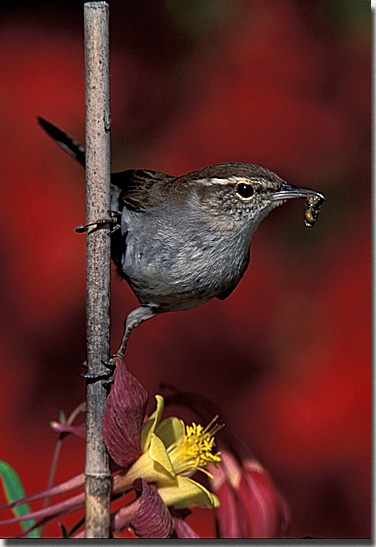 Bewick's Wren