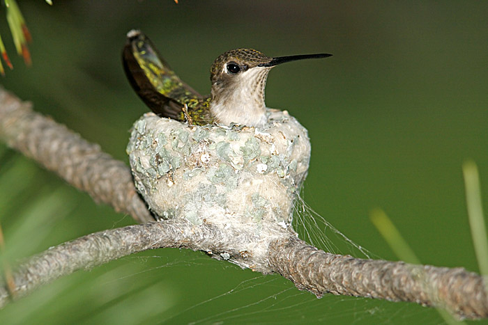 Black-chinned Hummingbird