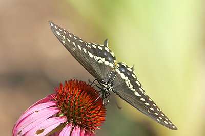 Black Swallowtail (Papilio polyxenes)