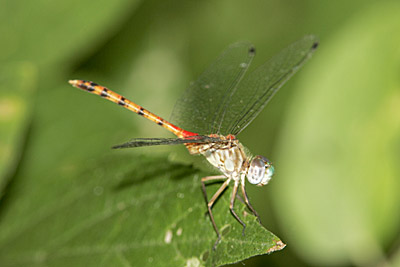 Blue-faced Meadowhawk dragonfly (male)