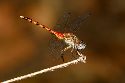 Blue-faced Meadowhawk dragonfly (male)