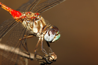 Blue-faced Meadowhawk dragonfly (male)
