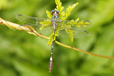 Blue-faced Ringtail dragonfly male