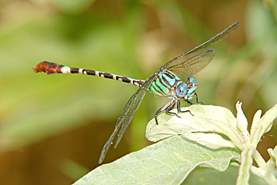 Blue-faced Ringtail dragonfly male