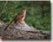 Brown Thrasher