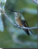 Broad-tailed Hummngbird