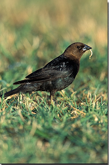 Brown-headed Cowbird