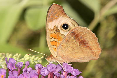 Common Buckeye (Junonia coenia) 