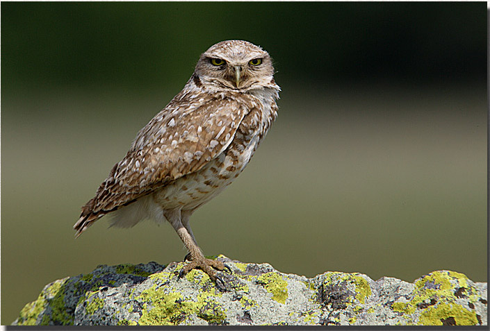 Burrowing Owl