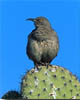 Curve-billed Thrasher