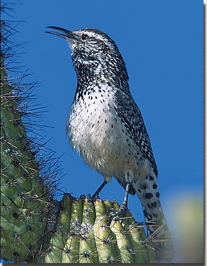 Cactus Wren