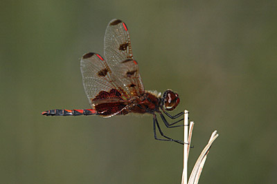 Calico Pennant dragonfly (male)
