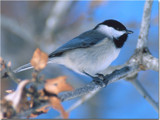 Carolina Chickadee