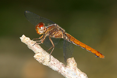 Carmine Skimmer dragonfly male