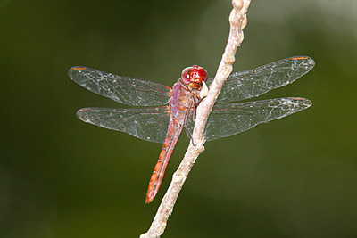 Carmine Skimmer dragonfly male