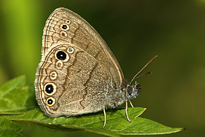 Carolina Satyr butterfly