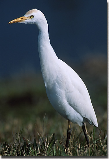 Cattle Egret