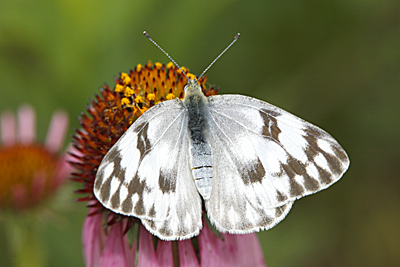 Checkered White butterfly